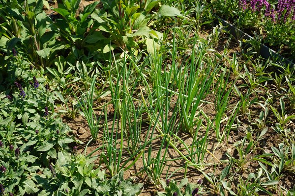 Ornamental greens