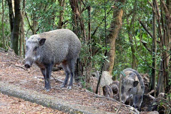 news.gov.hk - Govt concerned about wild pig attack