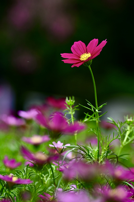 Garden gems