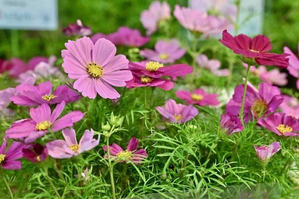 Vibrant blooms