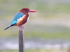 鳥啼處處