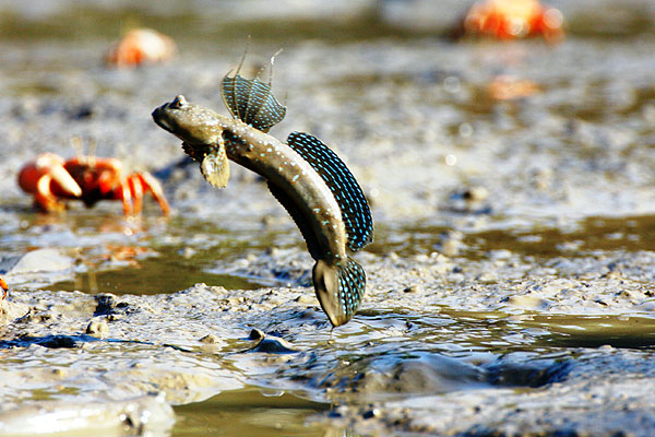 溼地公園辦彈塗魚主題活動