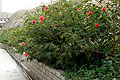 Roadside planter