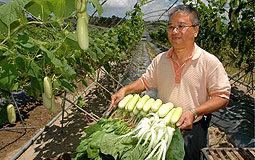 Three new vegetables introduced