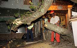 tree collapse in Stanley