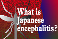 What is Japanese encephalitis?