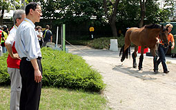 Tsang Tak-sing watches horse transportation