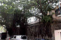 Retaining Walls & Trees along Hollywood Road