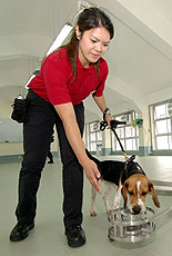 Detector Dogs