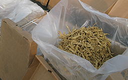 American ginseng