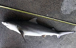 Shark carcass found