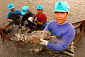 Mai Po pond fish farm