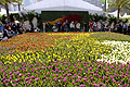 Tulip-filled showground