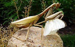 Large Green Mantid