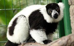 The black and white ruffed lemur