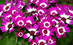 Cineraria