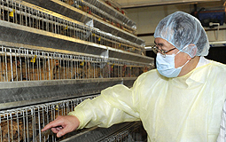 York Chow visits poulty farms